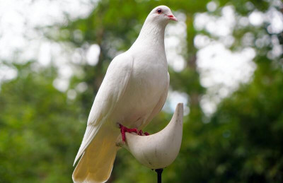 Palomas de raza: paloma de la paz